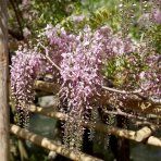 Vistéria kvetnatá (Wisteria floribunda) ´SHOWA BENI´ - výška 170-200 cm, kont. C3L